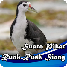 Suara Pikat Ruak Ruak Siang