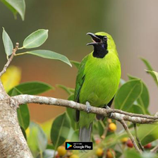 suara pemikat burung cucak ijo