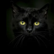 Black cats Live Wallpaper