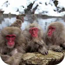 Funny Monkeys Live Wallpaper