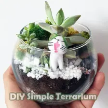 DIY Simple Terrarium