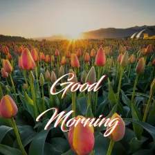 Good Morning  Flowers - Image