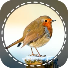 Birds Identifier App by Photo