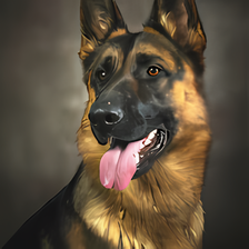 German Shepherds