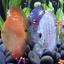 3D Discus Aquarium Live Wallpa