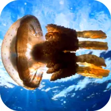 Jellyfish Video Live Wallpaper