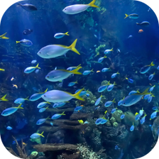 Aquarium 4K Video Wallpaper