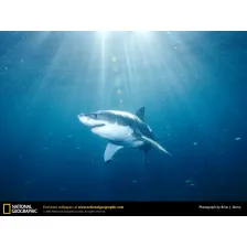 National Geographic Great White Shark Wallpaper
