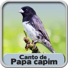 Oficial Resso de Canto Papa Capim Viviti - Lista de músicas e álbuns por Canto  Papa Capim Viviti