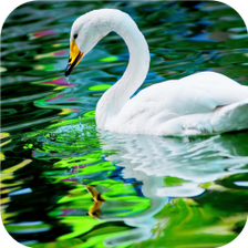 Swan. Birds. Live Wallpaper