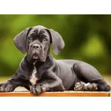 My Cane Corso Cute Dog & Puppy HD Wallpapers