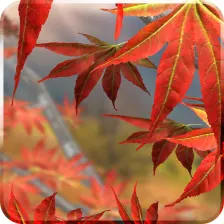 Autumn Tree Live Wallpaper