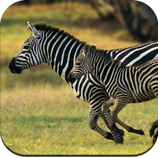 Zebra Wallpaper 4K