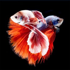 Betta Fish Wallpapers HD