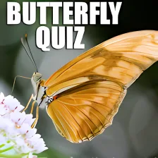 Quiz : What Butterfly Are You