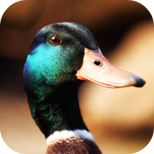 Duck Sounds