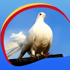Peaceful Doves Live Wallpapers