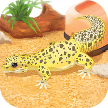 Leopard Gecko Pet