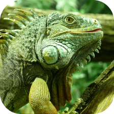 Iguana. Animal Wallpapers