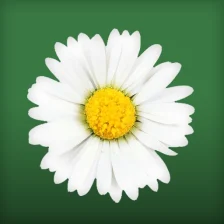 Daisy Flower Live Wallpaper