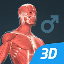 Human body male 3D scene