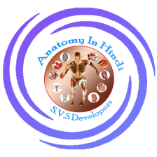 Anatomy visual data 8