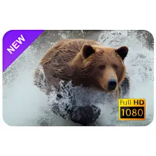 Bear New Tab & Wallpapers Collection