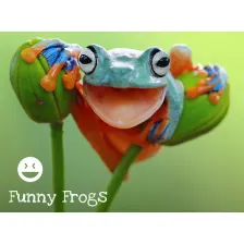 Funny Frogs New Tab