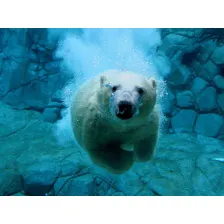 Polar Wildlife Free Screensaver
