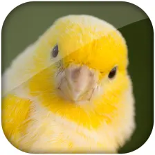 Canary bird sound