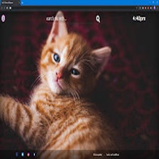 Cats & Kittens Wallpapers