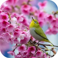 Sakura and Bird Live Wallpaper