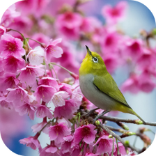 Sakura and Bird Live Wallpaper