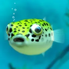 Playing with Puffer fish