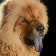 Chow Chow Wallpapers