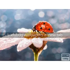 Ladybug Wallpapers New Tab