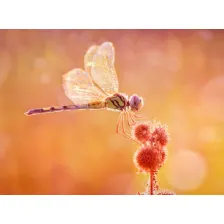 Dragonfly HD Wallpapers New Tab