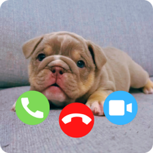 Dog Prank Calling - Wallpaper