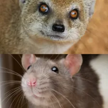 Appp.io - Mongoose and Bandicoot rats Sounds