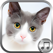 Cat Ringtone Sounds