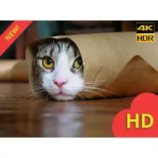 Lol Cats Wallpapers HD New Tab Theme