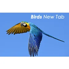 Birds New Tab Wallpapers