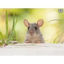 My Cute Rat HD Wallpapers New Tab