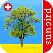 Baum Id Schweiz - Bäume der Schweiz