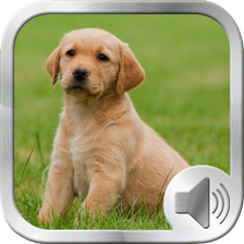 Dog Sounds Ringtones