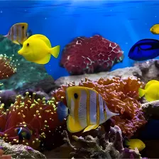 Fish and Corals