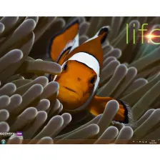 Discovery Channel LIFE Themepack