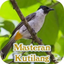 Masteran Burung Kutilang Gacor