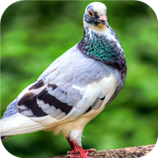 Lonely Pigeon. Birds Wallpaper