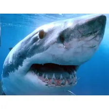 Dreadful Sharks Free Screensaver